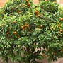 Image result for Orange Tree Seedling