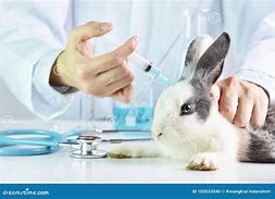 Image result for Medical Testing On Animals