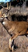 Image result for Buck Deer Antlers
