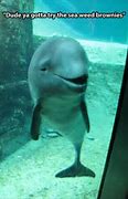 Image result for Funny Aussie Alcohol and Dolphins