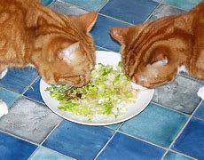 Image result for Cat Eating Salad