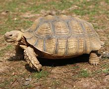Image result for Giant Sulcata Tortoise