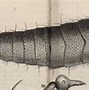 Image result for Bookworm Insect