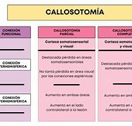Image result for Pies Calloso