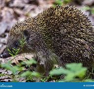 Image result for Erinaceidae Family