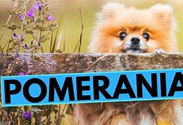 Image result for Jiff Pom Dog Breed