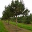 Pinus nigra nigra ಗಾಗಿ ಇಮೇಜ್ ಫಲಿತಾಂಶ