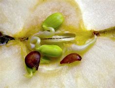 Image result for Apple Sprout White Background