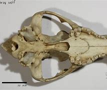 Image result for Gray Wolf Skull