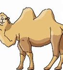 Image result for Camel Drinking Cartoon