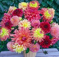 Image result for Dahlia Fiësta