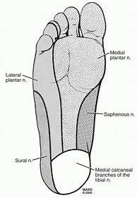 Image result for The Radius Foot Teams