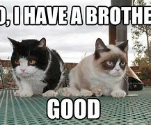 Image result for Brother Cat Meme