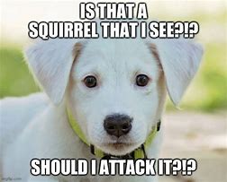 Image result for Scared Dog Meme