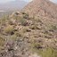 Image result for Sonoran Cactus