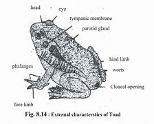 Image result for Nervous Toad