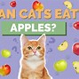 Image result for Pple Cat