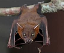 Image result for Bat Food
