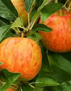 Image result for Honeycrisp Apple Tree Pics
