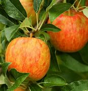 Image result for Honeycrisp Apple Tree Bloom