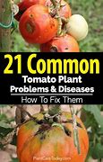 Image result for Tomato Plant Disease Treatment