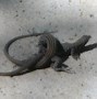 Image result for AZ Light Gray Lizard