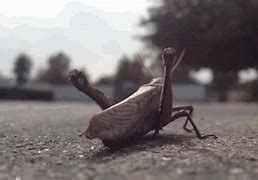 Image result for Cricket with 6 Legs