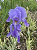 Iris pallida Variegata に対する画像結果