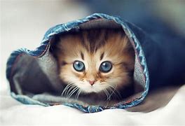 Image result for Cutest Backgrounds in the World