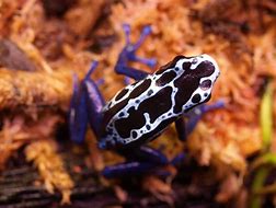 Image result for Black Poison Dart Frog