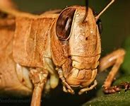 Image result for Grasshopper Close Up