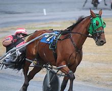 Image result for Harness Race Horse