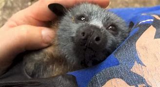 Image result for Little Live Pets Bat