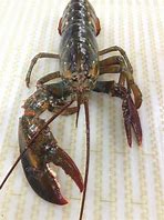 Image result for Ripper Claw Lobster