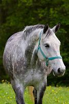 Image result for Gray Horse