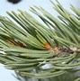 Image result for Needle Tree