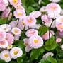 Image result for Daisy Flower Plant