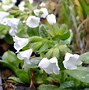 Image result for Pulmonaria Ice Ballet