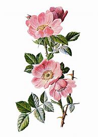 Image result for Vintage Flower Drawings