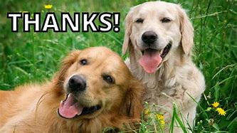 Image result for Thanks Dawg