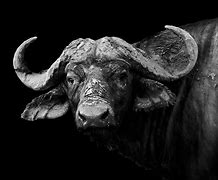 Image result for Best Buffalo iPhone Screens