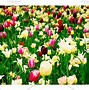 Image result for Pink Tulip Field