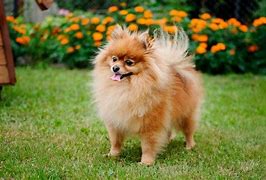 Image result for Show All Toy Dog Breeds