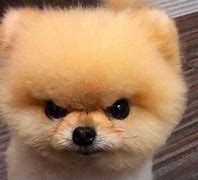 Image result for Cute Angry Meme