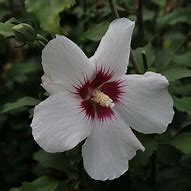 Image result for Hibiscus syriacus Shintaeyang