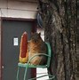 Image result for Squirrel Wallpaper Meme