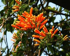 Image result for Orange Trumpet Flower Vine