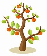 Image result for Fruit Tree Bags