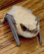Image result for Bats in Portland Oregon