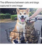 Image result for Cat or Dog Meme